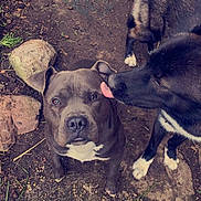 Simba participe au concours pour gagner de l'argent avec cette photo : brown_ground, canine, close_up, companionship, dirt, dog, dog_pair, fence, garden_hose, licking, looking_up, mixed_breed, outdoor, paws, pet, pitbull, playful, rocks, tongue, white_chest