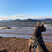 Simba a rejoint le concours — aidez-le/la à gagner de superbes lots ! dog, canine, beach, pebbles, leash, harness, sea, waves, horizon, sky, mountains, water, shore, outdoors, sitting, profile, nature, sunny, landscape, coast