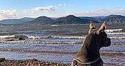 Simba a rejoint le concours — aidez-le/la à gagner de superbes lots ! beach, canine, coast, dog, harness, horizon, landscape, leash, mountains, nature, outdoors, pebbles, profile, sea, shore, sitting, sky, sunny, water, waves