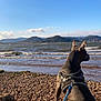 dog, canine, beach, pebbles, leash, harness, sea, waves, horizon, sky, mountains, water, shore, outdoors, sitting, profile, nature, sunny, landscape, coast