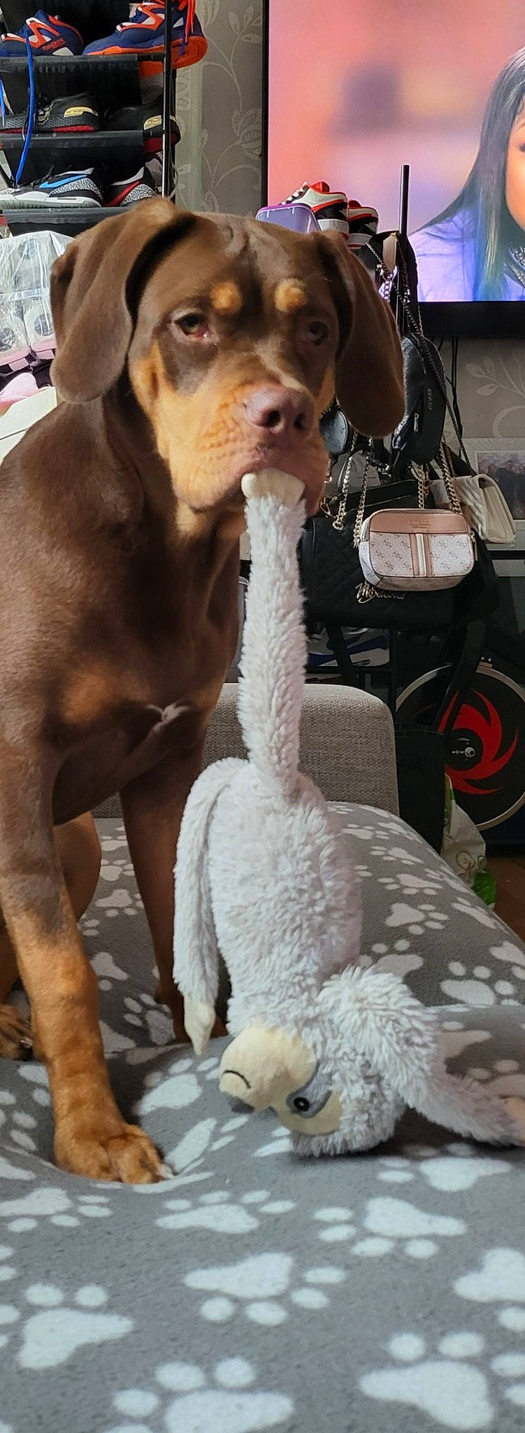 Co Co joined the competition — help win amazing prizes! beak, bird, carnivore, collar, companion_dog, dog, dog_breed, dog_collar, fashion_accessory, fawn, fur, gas, liver, mammal, pet_supply, poultry, tail, water_bird, whiskers, working_animal