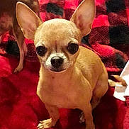 Victoria Baker joined the competition — help win amazing prizes! chihuahua, dog, pet, small_dog, tan, ears, eyes, blanket, red, black, checkered, fur, animal, cute, indoor, companion, friend, resting, looking, mammal