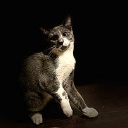 Chocapic a rejoint le concours — aidez-le/la à gagner de superbes lots ! cat, gray_cat, white_paws, white_chest, curious, pet, animal, domestic_cat, playful, indoor, dark_background, spotlight, feline, whiskers, sitting, head_tilt, fur, closeup, portrait, paw