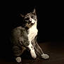cat, gray_cat, white_paws, white_chest, curious, pet, animal, domestic_cat, playful, indoor, dark_background, spotlight, feline, whiskers, sitting, head_tilt, fur, closeup, portrait, paw