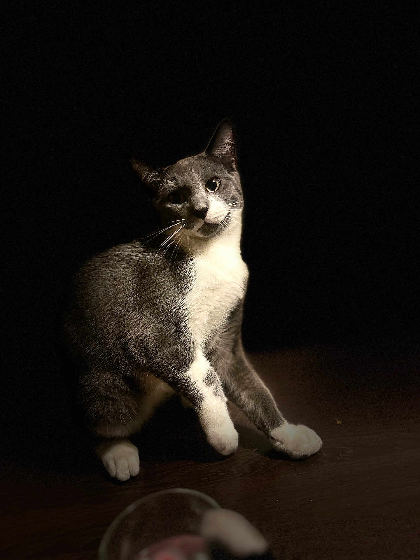 Chocapic a rejoint le concours — aidez-le/la à gagner de superbes lots ! cat, gray_cat, white_paws, white_chest, curious, pet, animal, domestic_cat, playful, indoor, dark_background, spotlight, feline, whiskers, sitting, head_tilt, fur, closeup, portrait, paw