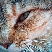 Pupuse participe au concours pour gagner de l'argent avec cette photo :