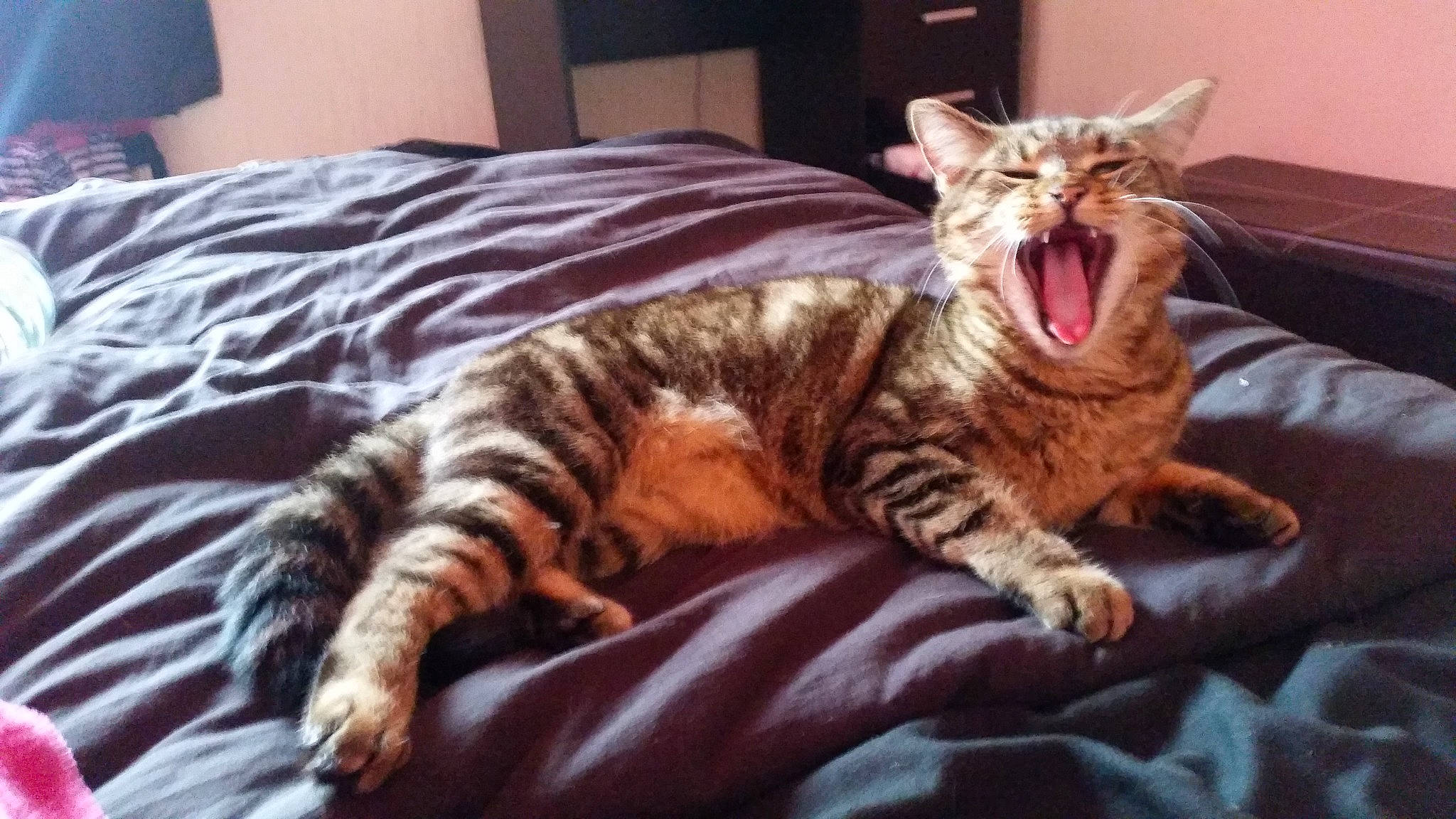 Gucci joined the competition — help win amazing prizes! carnivore, cat, claw, comfort, domestic_short_haired_cat, fang, felidae, fur, jaw, paw, small_to_medium_sized_cats, snout, tail, terrestrial_animal, whiskers, window