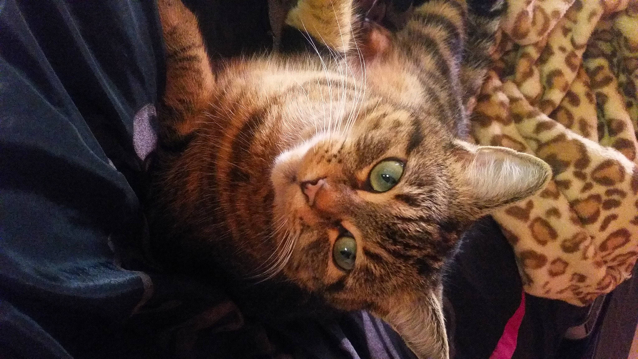 Gucci joined the competition — help win amazing prizes! carnivore, cat, claw, comfort, domestic_short_haired_cat, ear, fawn, felidae, fur, paw, small_to_medium_sized_cats, snout, terrestrial_animal, whiskers, wildlife, wood