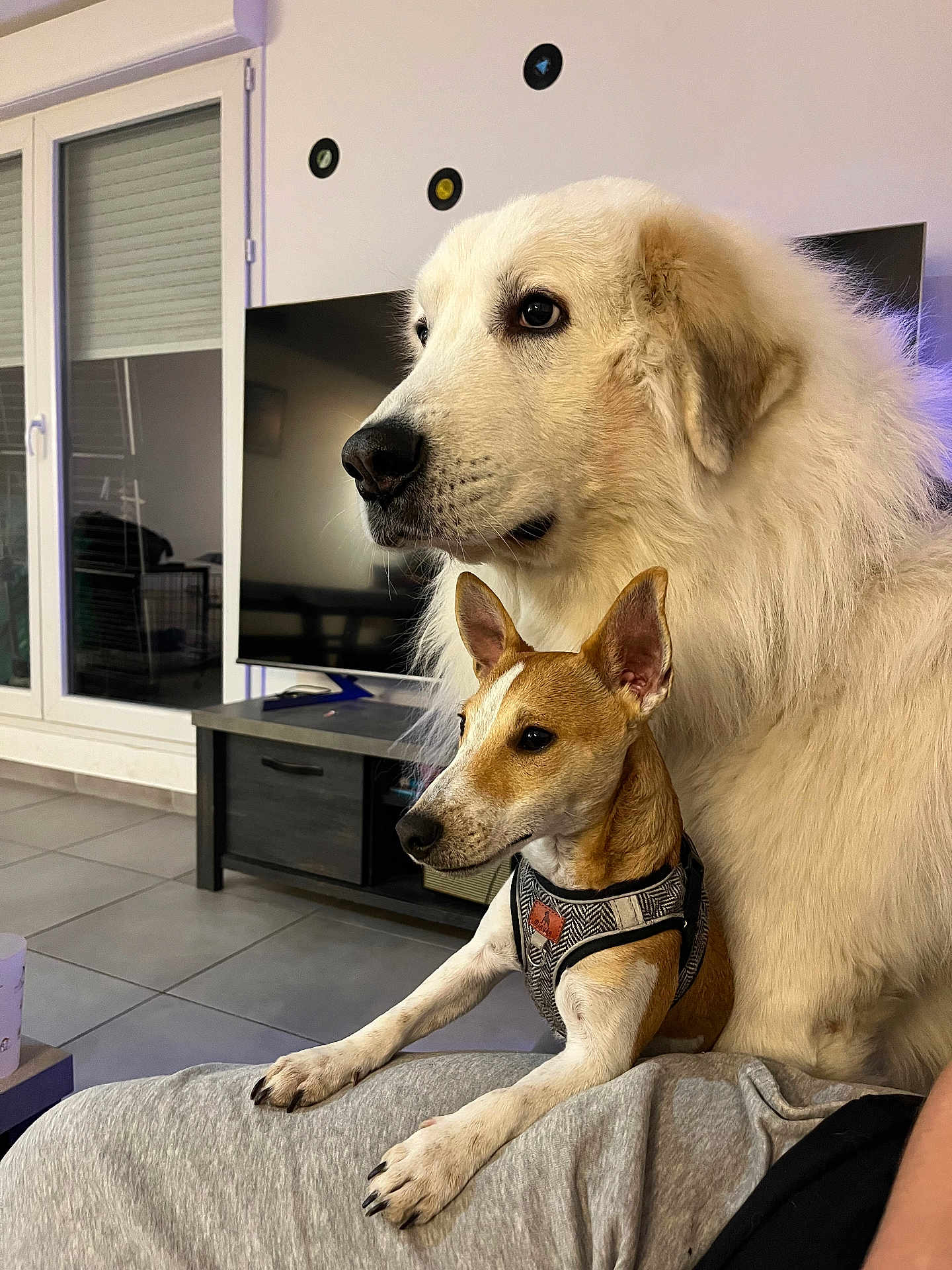 Baloo participe au concours pour gagner de l'argent avec cette photo : dog, large_dog, small_dog, white_fur, brown_fur, dog_harness, pet, indoor, living_room, couch, person, floor_tiles, window, television, furniture, calm, domestic_animal, companionship, resting, portrait
