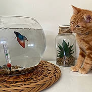 Tao participe au concours pour gagner de l'argent avec cette photo : animal, betta_fish, cat, closeup, curious, decor, fish, fishbowl, glass, indoor, jar, minimalist, orange_tabby, pebbles, pet, plant, thermometer, water, white_surface, woven_mat