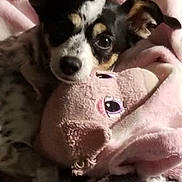 Teetee joined the competition — help win amazing prizes! animal, close_up, companion, cozy, cute, dog, ears, face, fur, indoor, looking, pet, pink_blanket, plush_toy, puppy, resting, sleepy, snuggling, soft_texture, warmth