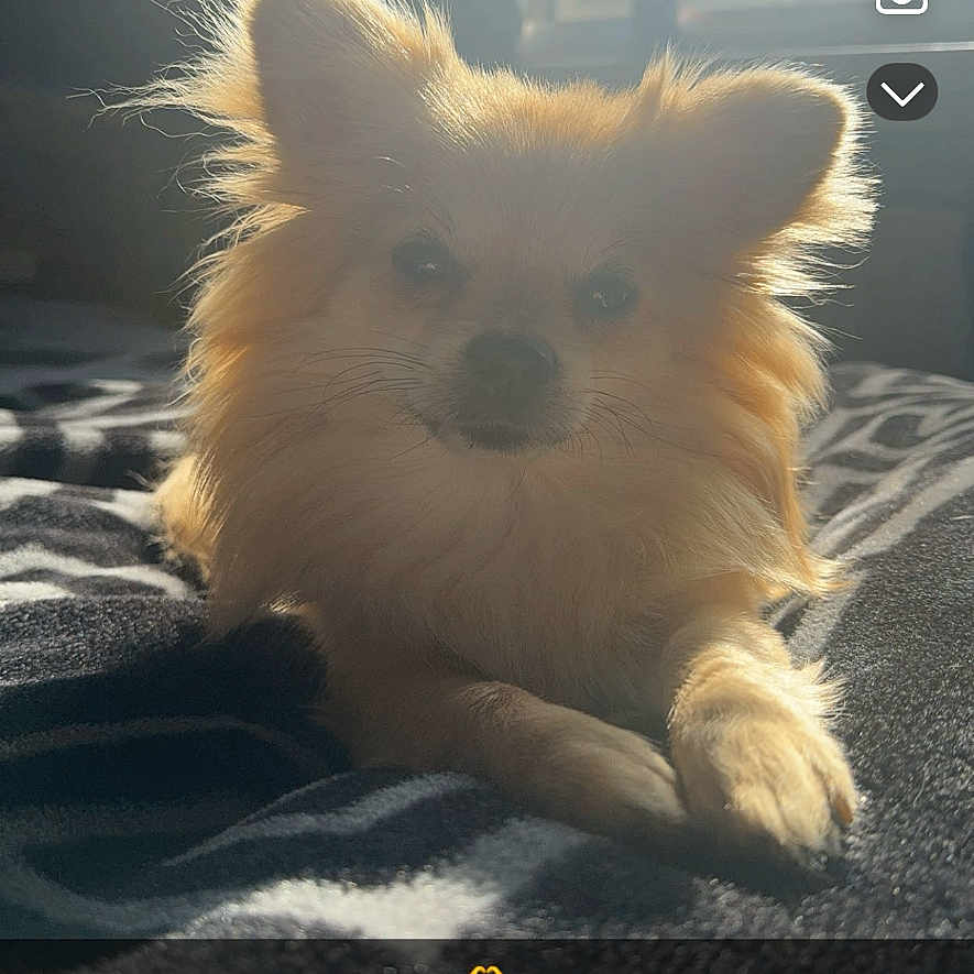 Baxter joined the competition — help win amazing prizes! animal, canine, computer, computerhardware, cushion, dog, electronics, eskimodog, hardware, homedecor, laptop, mobilephone, monitor, pc, pet, phone, puppy, screen, terrier, text