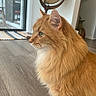 cat, orange_cat, fluffy, indoor, wooden_floor, striped_rug, stool, vase, side_view, feline, pet, animal, domestic, fur, whiskers, ears, green_eyes, home, cozy, quiet