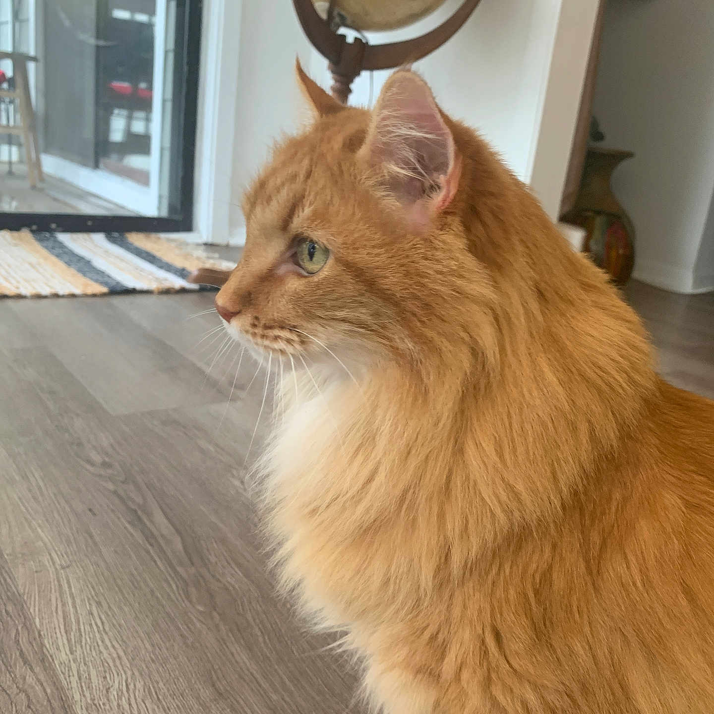 Redford joined the competition — help win amazing prizes! cat, orange_cat, fluffy, indoor, wooden_floor, striped_rug, stool, vase, side_view, feline, pet, animal, domestic, fur, whiskers, ears, green_eyes, home, cozy, quiet