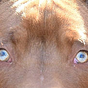 Pablo participe au concours pour gagner de l'argent avec cette photo : dog, close_up, blue_eyes, fur, animal, pet, canine, face, portrait, ear, snout, looking, outdoor, nature, mammal, alert, expression, detailed, head, curious