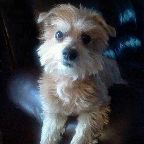 Gizzy