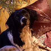 Oxcia a rejoint le concours — aidez-le/la à gagner de superbes lots ! animal, blanket, canine, cockerspaniel, collie, couch, cushion, dog, flower, flowerarrangement, furniture, homedecor, hound, linen, papillon, pet, plant, pointer, puppy, terrier
