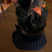 Mr. Cheeks joined the competition — help win amazing prizes! cat, tabby_cat, black_tabby, pet, animal, dining_table, wooden_table, centerpiece, pumpkin, decor, bowl, placemat, chair, indoor, hardwood_floor, whiskers, paw, grooming, dim_lighting, cozy