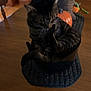 cat, tabby_cat, black_tabby, pet, animal, dining_table, wooden_table, centerpiece, pumpkin, decor, bowl, placemat, chair, indoor, hardwood_floor, whiskers, paw, grooming, dim_lighting, cozy