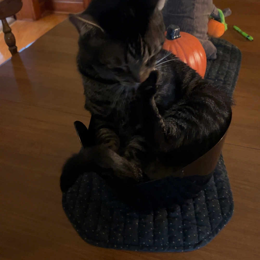 Mr. Cheeks joined the competition — help win amazing prizes! animal, black_tabby, bowl, cat, centerpiece, chair, cozy, decor, dim_lighting, dining_table, grooming, hardwood_floor, indoor, paw, pet, placemat, pumpkin, tabby_cat, whiskers, wooden_table