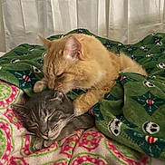 Muffin And Mittens joined the competition — help win amazing prizes! bed, blanket, cat, cats, cozy, cute, feline, friendship, ginger_cat, gray_cat, indoor, nuzzling, pet, pets, resting, sleepy, snuggling, tabby, warm, whiskers