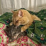 bed, blanket, cat, cats, cozy, cute, feline, friendship, ginger_cat, gray_cat, indoor, nuzzling, pet, pets, resting, sleepy, snuggling, tabby, warm, whiskers