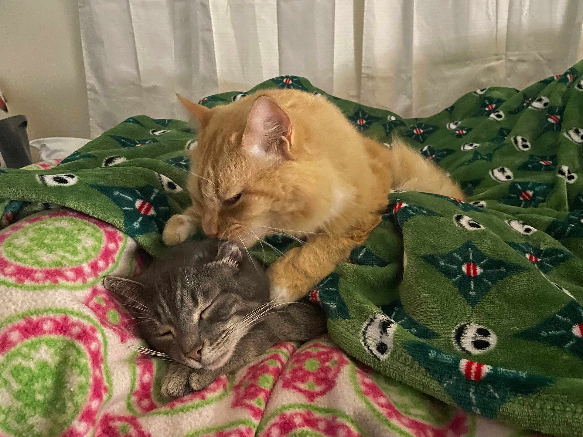 Muffin And Mittens joined the competition — help win amazing prizes! bed, blanket, cat, cats, cozy, cute, feline, friendship, ginger_cat, gray_cat, indoor, nuzzling, pet, pets, resting, sleepy, snuggling, tabby, warm, whiskers