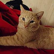 Bakugo is registered to the contest to win money with this photo: cat, orange_tabby, pet, animal, feline, indoor, blanket, red_blanket, resting, fur, whiskers, ears, eyes, cute, cozy, relaxed, home, wall, fabric, domestic