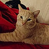 cat, orange_tabby, pet, animal, feline, indoor, blanket, red_blanket, resting, fur, whiskers, ears, eyes, cute, cozy, relaxed, home, wall, fabric, domestic