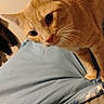 Bakugo is registered to the contest to win money with this photo: cat, orange_tabby, pet, animal, bed, blue_sheet, whiskers, fur, indoor, curious, close_up, feline, cute, domestic_animal, looking, ears, nose, paw, bedroom, resting_place
