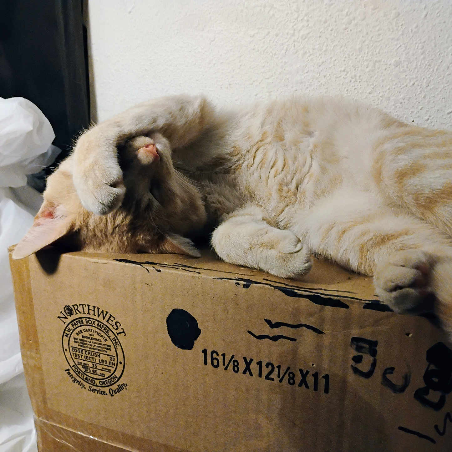 Bakugo joined the competition — help win amazing prizes! cat, sleeping, cardboard_box, paw, orange_cat, indoor, resting, feline, cute, pet, domestic_animal, relaxing, whiskers, fur, claws, box, plastic_bag, wall, cozy, napping