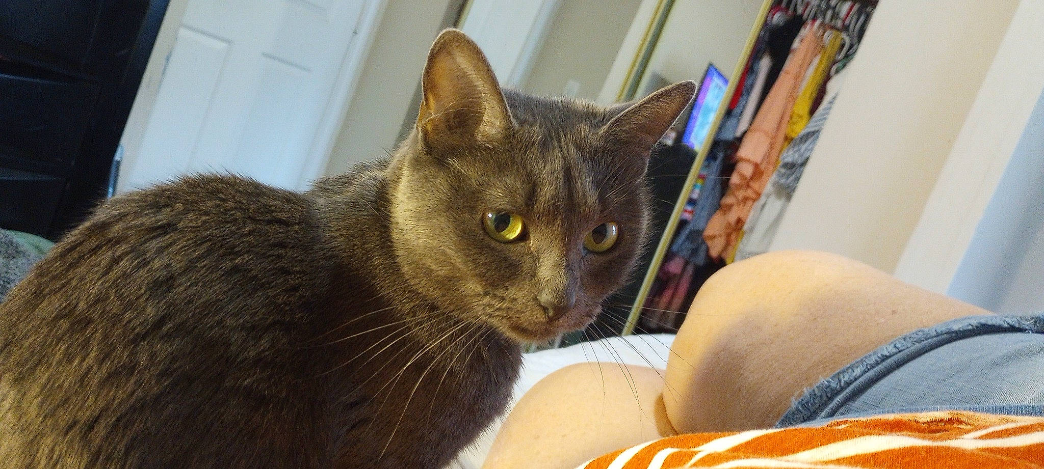 Mia is registered to the contest to win money with this photo: carnivore, cat, cat_supply, comfort, domestic_short_haired_cat, felidae, fur, small_to_medium_sized_cats, snout, terrestrial_animal, whiskers, window