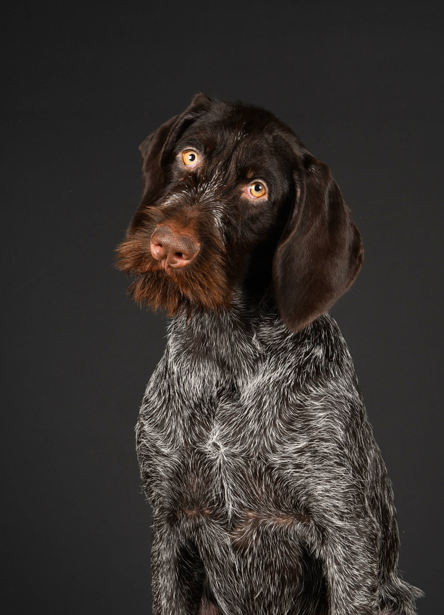 Romy a rejoint le concours — aidez-le/la à gagner de superbes lots ! canidae, carnivore, companion_dog, dog, dog_breed, ear, fur, gun_dog, hunting_dog, liver, old_danish_pointer, snout, sporting_group, water_dog, working_animal