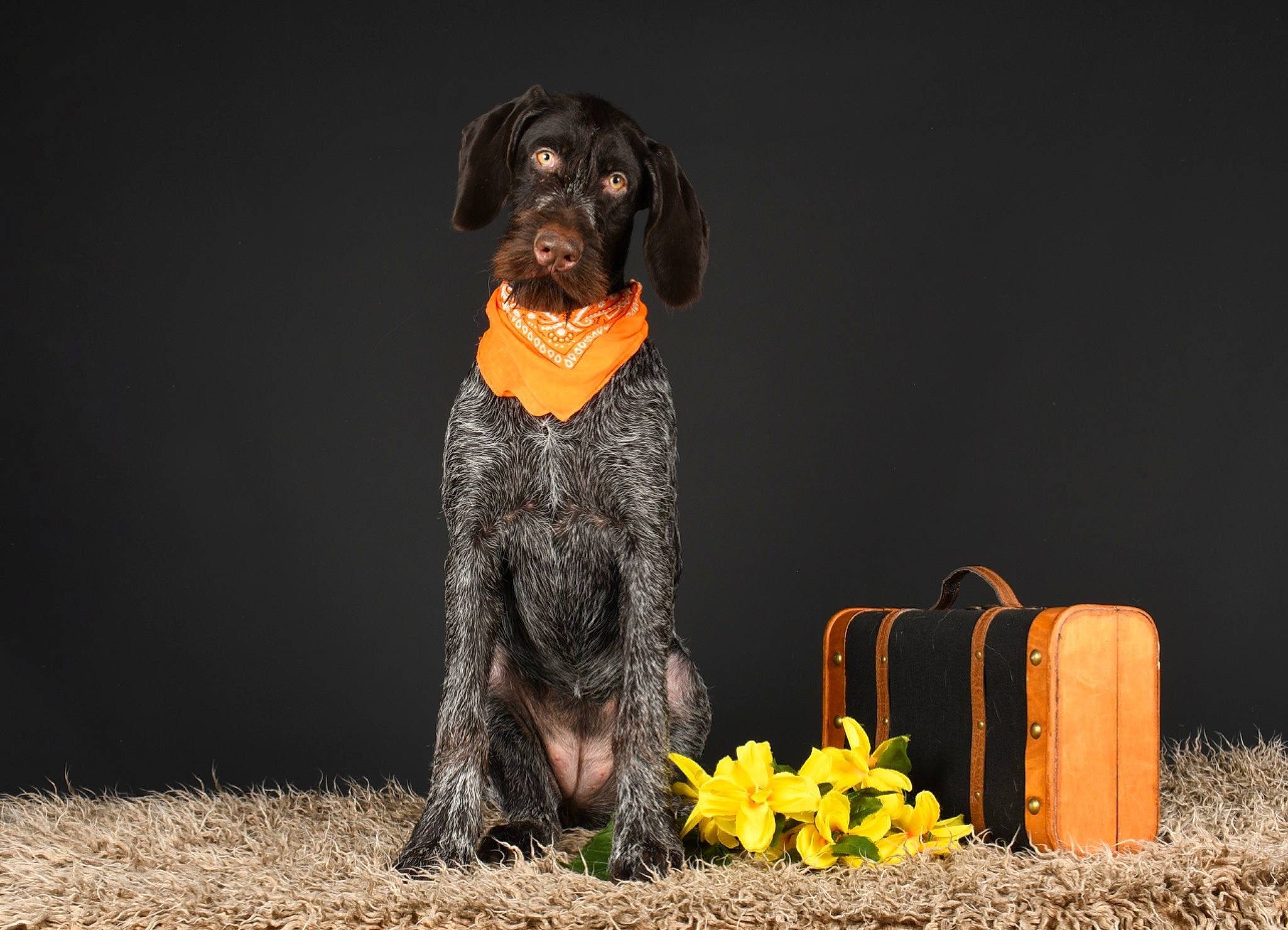 Romy participe au concours pour gagner de l'argent avec cette photo : canidae, carnivore, companion_dog, dog, dog_breed, fawn, flower, fur, grass, guard_dog, gun_dog, liver, petal, plant, sitting, snout, soil, terrestrial_animal, working_animal, working_dog