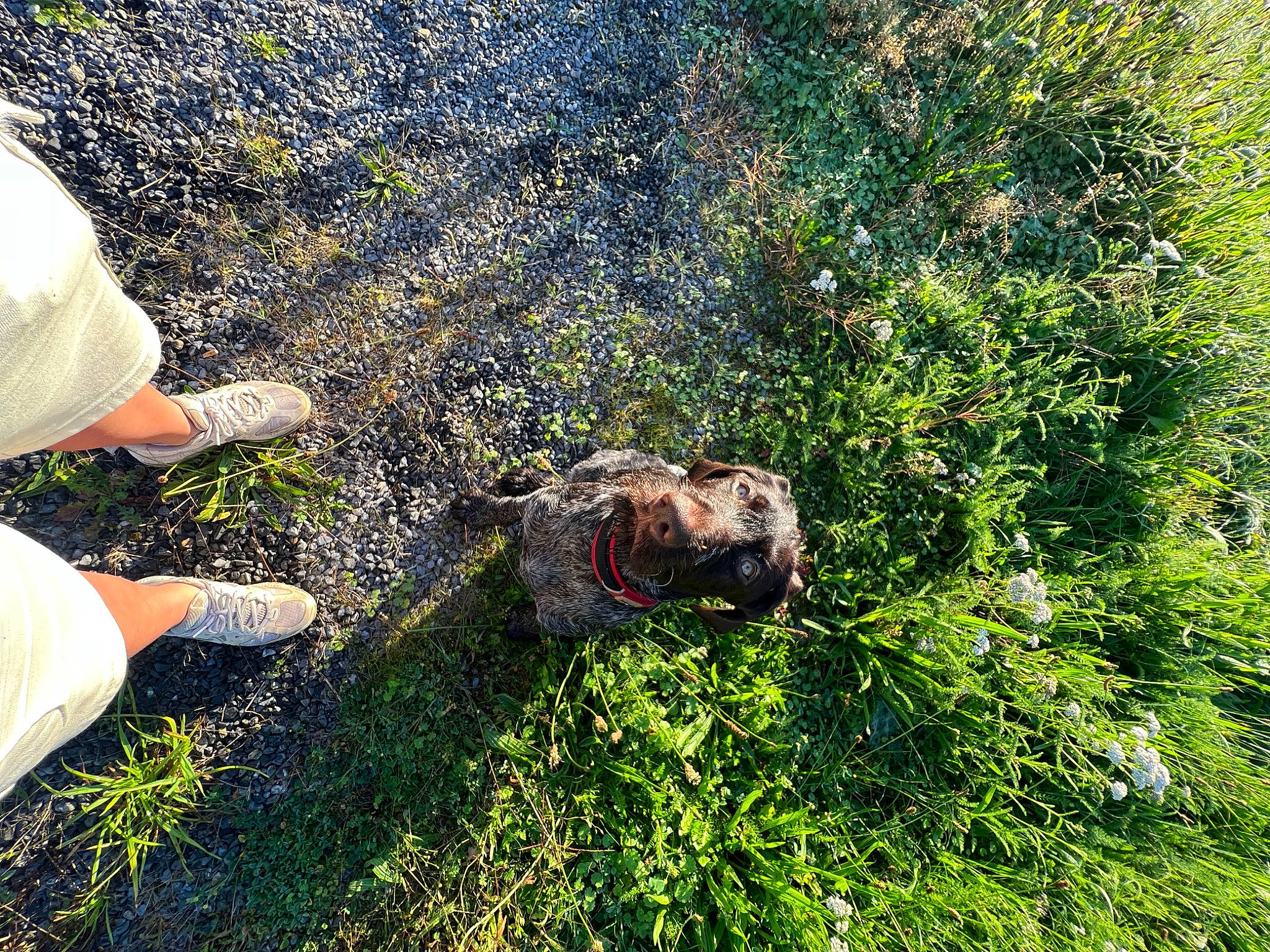 Romy participe au concours pour gagner de l'argent avec cette photo : canidae, carnivore, companion_dog, dog, dog_breed, fawn, grass, grassland, groundcover, human_leg, landscape, people_in_nature, plant, shrub, soil, sporting_group, t_shirt, terrestrial_animal, wildlife, working_animal