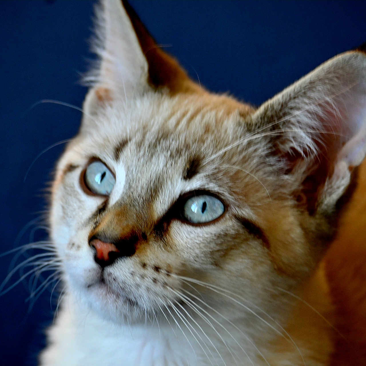 Bully participe au concours pour gagner de l'argent avec cette photo : cat, feline, portrait, close_up, blue_eyes, fluffy, fur, whiskers, ears, face, animal, pet, golden_fur, cream_fur, blue_background, dramatic_lighting, serious_expression, outdoor, photography, close_portrait