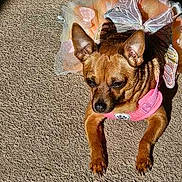 Gidget joined the competition — help win amazing prizes! animal, brown_fur, canine, carpet, costume, dark_eyes, dog, frilly_outfit, funny, indoor, jumping, midair, pet, photography, pink_collar, playful, pointed_ears, portrait, small_dog, suspended