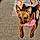 Gidget