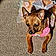Gidget