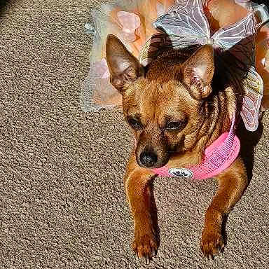 Gidget