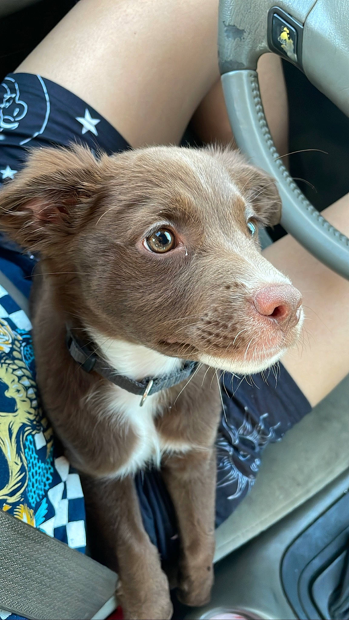 Coco joined the competition — help win amazing prizes! canidae, car, carnivore, collar, companion_dog, dog, dog_breed, dog_collar, ear, fawn, fur, liver, non_sporting_group, snout, sporting_group, toy_dog, vehicle, whiskers, window, working_animal