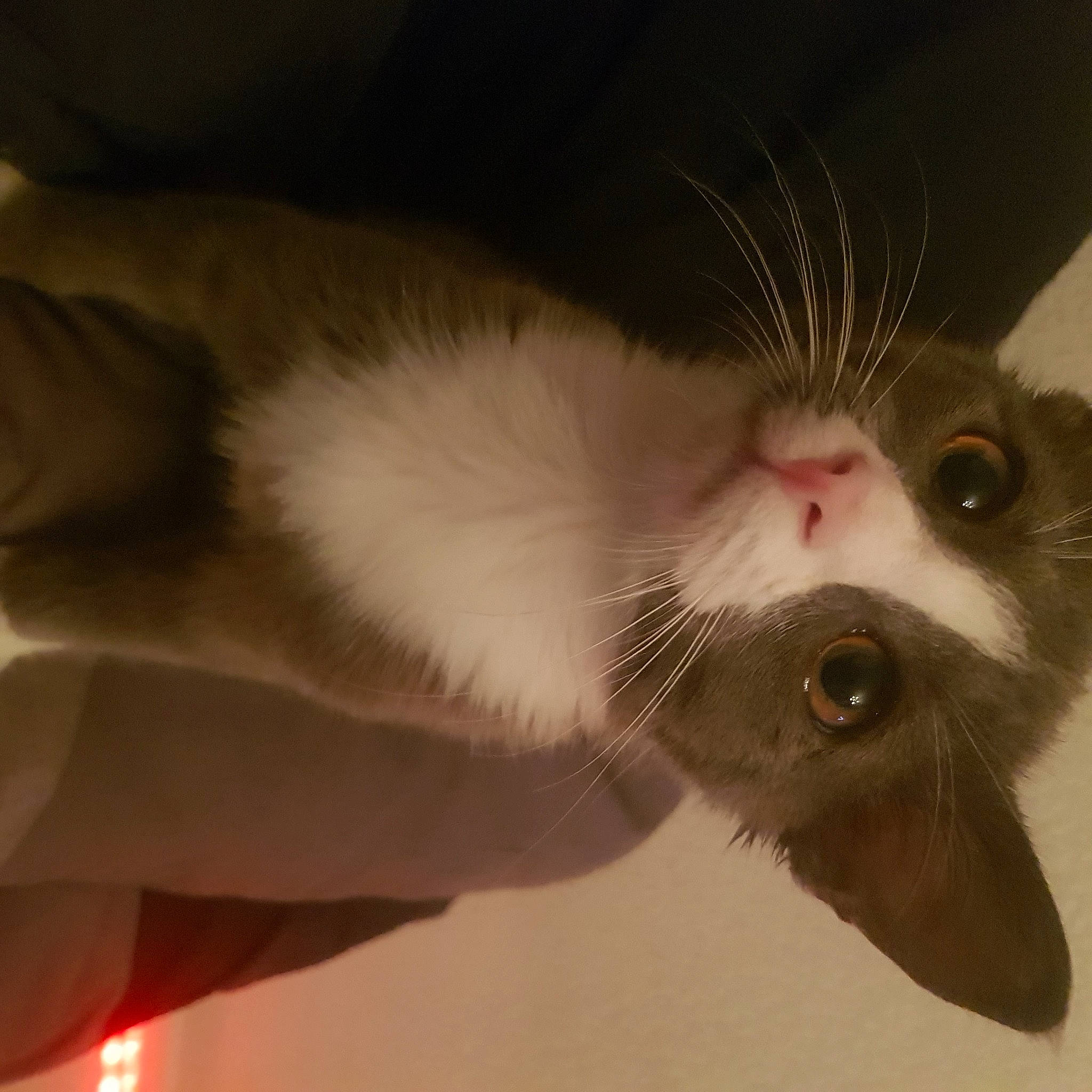 Goomy participe au concours pour gagner de l'argent avec cette photo : blue, carnivore, cat, chin, eye, eyebrow, felidae, head, human_body, kitten, lighting, mammal, organism, photograph, small_to_medium_sized_cats, snout, textile, vertebrate, whiskers, white