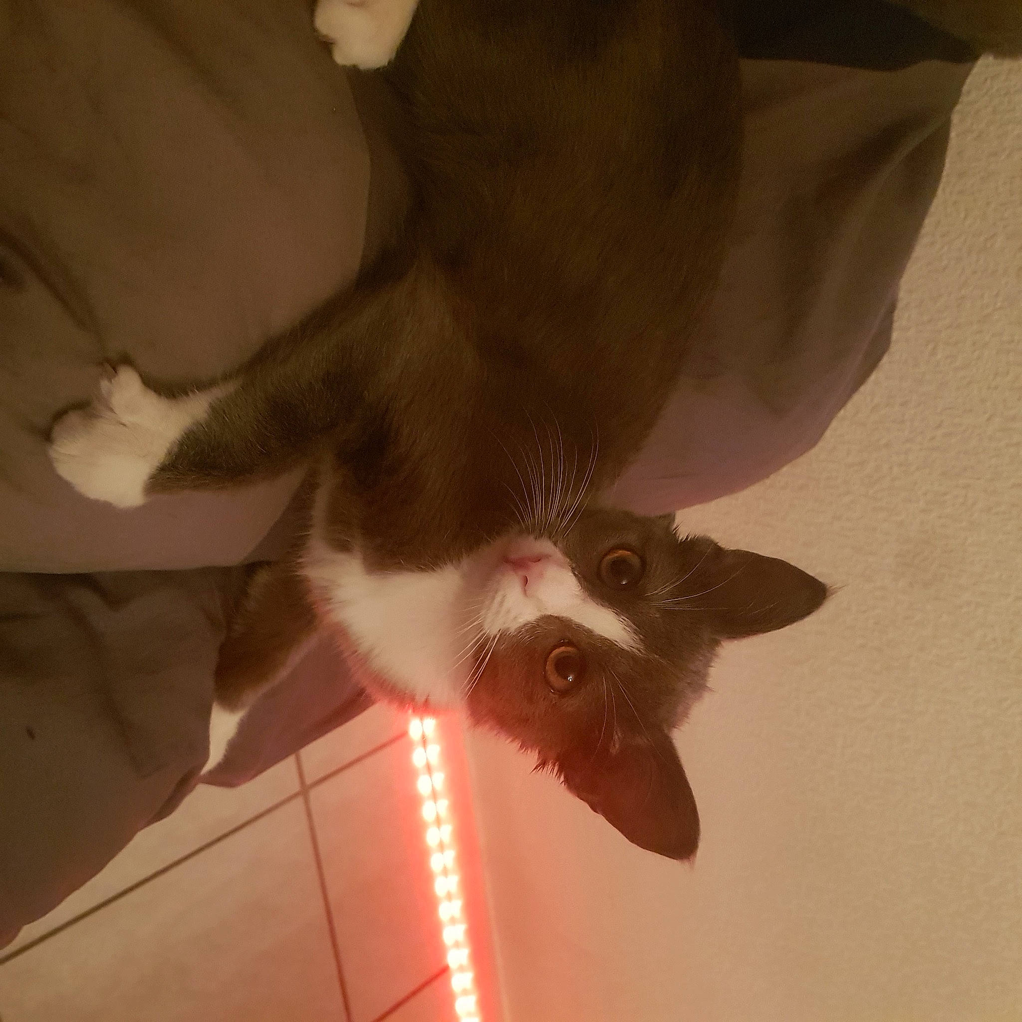 Goomy participe au concours pour gagner de l'argent avec cette photo : arm, blue, carnivore, dog_breed, eye, felidae, finger, floor, fun, green, hair, hairstyle, head, human, leg, lighting, organism, small_to_medium_sized_cats, vertebrate, whiskers