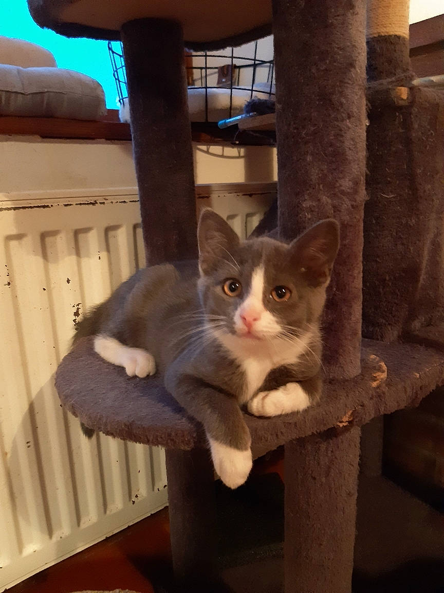 Goomy participe au concours pour gagner de l'argent avec cette photo : carnivore, cat, cat_supply, chair, comfort, domestic_short_haired_cat, eye, fawn, felidae, fur, hardwood, paw, shelf, sitting, small_to_medium_sized_cats, snout, tail, whiskers, window, wood