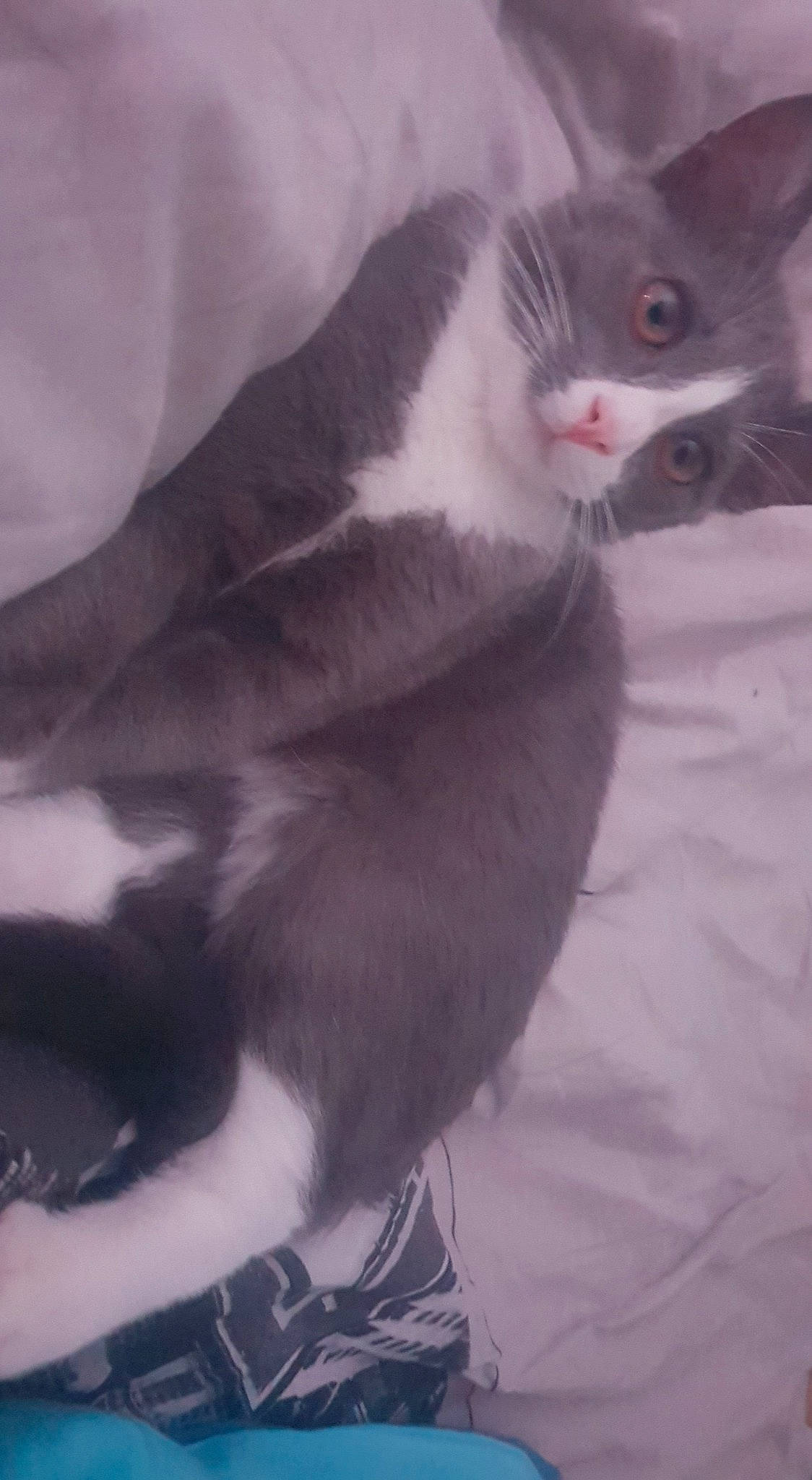 Goomy a rejoint le concours — aidez-le/la à gagner de superbes lots ! black, black_and_white, carnivore, cat, comfort, domestic_short_haired_cat, facial_expression, felidae, fur, grey, iris, monochrome_photography, photography, small_to_medium_sized_cats, snapshot, snout, terrestrial_animal, vertebrate, whiskers, white