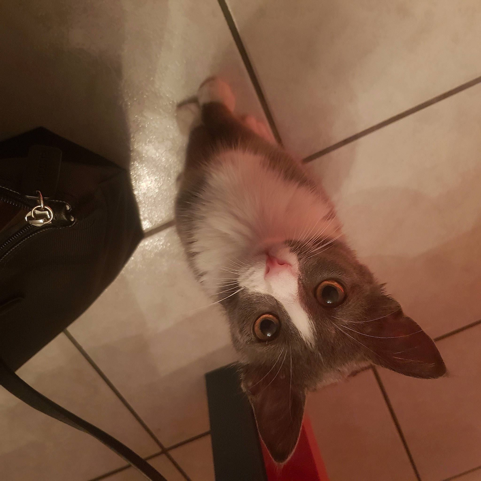 Goomy participe au concours pour gagner de l'argent avec cette photo : carnivore, cat, felidae, fur, iris, small_to_medium_sized_cats, snout, tail, terrestrial_animal, tongue, whiskers