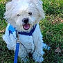 Charlie Mcguffey is registered to the contest to win money with this photo: dog, white_dog, fluffy, pet, canine, grass, outdoor, leash, jacket, happy, panting, nature, animal, cute, small_dog, fur, summer, playful, walking, companion