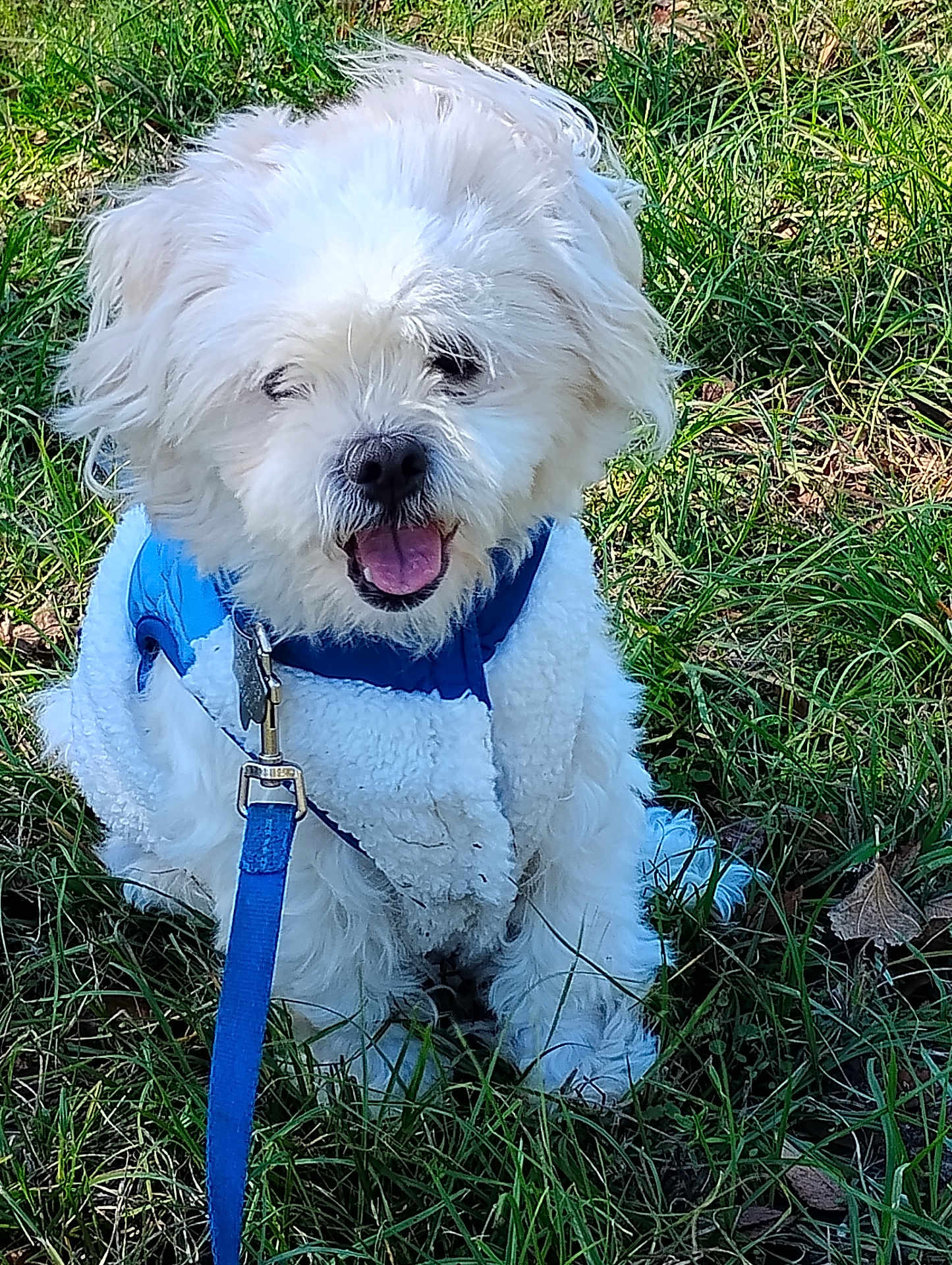 Charlie Mcguffey is registered to the contest to win money with this photo: dog, white_dog, fluffy, pet, canine, grass, outdoor, leash, jacket, happy, panting, nature, animal, cute, small_dog, fur, summer, playful, walking, companion