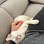 Atlas a rejoint le concours — aidez-le/la à gagner de superbes lots ! cat, white_cat, sleeping, pet, hand, tattoo, nail_polish, couch, pillow, gray_clothing, relaxation, cozy, indoor, person, pink_nose, fur, paw, comfort, animal, closeup