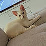 cat, kitten, white_cat, blue_eyes, indoor, couch, furniture, living_room, pet, cute, animal, relaxed, soft_texture, domestic_animal, feline, young_cat, house, cozy, home, resting